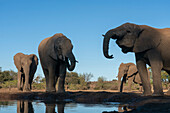 Afrikanische Elefanten (Loxodonta africana) beim Trinken am Wasserloch, Mashatu Game Reserve, Botswana.