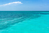 Schildkrötengrasflächen und Fleckenriffe auf dem Sandboden in klarem, flachem Wasser innerhalb des Belize Barrier Reefs in der Karibik, Belize.