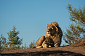 Male lion (Panthera leo),Mashatu Game Reserve,Botswana.