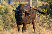 African buffalo (Syncerus caffer),Okavango Delta,Botswana.