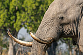 Portrait of an African elephant (Loxodonta africana),Okavango Delta,Botswana.