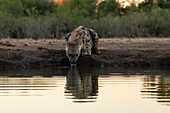 Spotted hyena (Crocuta crocuta) at waterhole,Mashatu Game Reserve,Botswana.