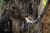 Indische Zwergohreule (Otus bakkamoena), Bandhavgarh National Park, Indien.