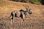 Großer Kudu, männlich (Tragelaphus strepsiceros), Mashatu Game Reserve, Botswana.
