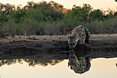Spotted hyena (Crocuta crocuta) at waterhole,Mashatu Game Reserve,Botswana.