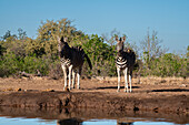 Plains zebras (Equus quagga) at waterhole,Mashatu Game Reserve,Botswana.