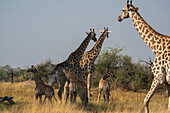 Giraffen (Giraffa camelopardalis) und Kälber, Okavango-Delta, Botsuana.