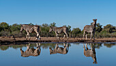 Steppenzebras (Equus quagga) am Wasserloch, Mashatu Game Reserve, Botswana.