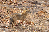 Asiatischer Schakal (Canis Aureus), Bandhavgarh National Park, Indien.
