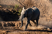 Afrikanisches Elefantenkalb (Loxodonta africana) beim Spaziergang im Staub, Mashatu Game Reserve, Botswana.