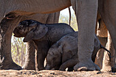 Afrikanischer Elefant (Loxodonta africana), Kälber, Mashatu Game Reserve, Botswana.