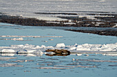 Walrosse (Odobenus rosmarus) ruhen auf dem Eis, Wahlbergoya, Svalbard-Inseln, Norwegen.