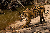 Bengalischer Tiger (Panthera Tigris),Bandhavgarh National Park,Indien.