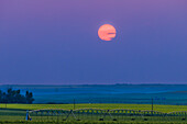 A sunset in smoky skies from home in Alberta,July 18,2023,with a yellow canola field and irrigation boom in the foregroumd. The Sun has several dark sunspots on its disk.