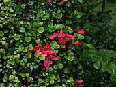 Asteranthera ovata flowers in bloom on the trunk of a tree in the Quitralco Esturary in Chile.