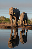 African elephant (Loxodonta africana) and calf at waterhole,Mashatu Game Reserve,Botswana.