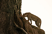 Leopard (Panthera pardus) auf einem Baum, Mashatu Game Reserve, Botswana.