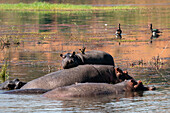 Flusspferde (Hippopotamus amphibius) im Chobe-Fluss, Chobe-Nationalpark, Botsuana.