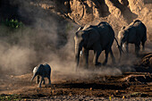 African elephant (Loxodonta africana) walking in line,Mashatu Game Reserve,Botswana.