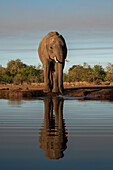 Afrikanischer Elefant (Loxodonta africana) am Wasserloch, Mashatu Game Reserve, Botsuana.