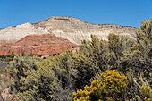Big Sagebrush, Artemisia tridentata, blüht im Herbst im Kodachrome Basin State Park in Utah.