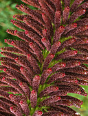 Blütenstand mit winzigen Blüten des chilenischen Rhabarbers, Gunnera tinctoria, und Farne in der Quitralco-Mündung in Chile.