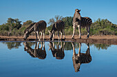 Plains zebras (Equus quagga) drinking at waterhole,Mashatu Game Reserve,Botswana.