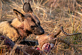 African wild dog (Lycaon pictus) eating an impala (Aepyceros melampus,Okavango Delta,Botswana.