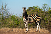 Steppenzebra (Equus quagga), Mashatu Game Reserve, Botswana.