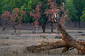 Gewöhnlicher Langur (Semnopithecus Entellus), Bandhavgarh National Park, Indien.