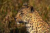 Leopard (Panthera pardus),Sabi Sands Game Reserve,Südafrika.
