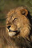 Männlicher Löwe (Panthera leo), Mashatu Game Reserve, Botsuana.