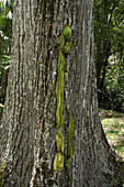 Hundeschwanzkaktus, Deamia testudo, auf einem Baumstamm in den Maya-Ruinen von Yaxha im Yaxha-Nakun-Naranjo-Nationalpark, Peten, Guatemala.