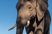 Close up portrait of an African elephant (Loxodonta africana),Mashatu Game Reserve,Botswana.