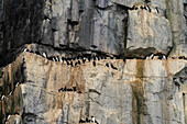 Bruennich's Guillemots (Uria lomvia),Alkefjellet,Spitsbergen,Svalbard Islands,Norway.