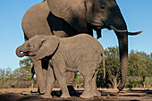 African elephant (Loxodonta africana) and calf at waterhole,Mashatu Game Reserve,Botswana.