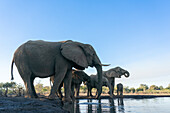 Afrikanische Elefanten (Loxodonta africana) beim Trinken am Wasserloch, Mashatu Game Reserve, Botswana.