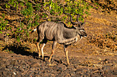 Großer Kudu, männlich (Tragelaphus strepsiceros), Mashatu Game Reserve, Botsuana.
