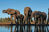 Afrikanische Elefanten (Loxodonta africana) beim Trinken am Wasserloch, Mashatu Game Reserve, Botswana.