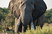 African elephant (Loxodonta africana),Okavango Delta,Botswana.