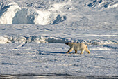 Polar bear (Ursus maritimus) walking on snow,Wahlbergoya,Svalbard Islands,Norway.