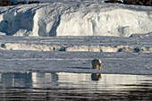 Polar bear (Ursus maritimus) walking on sea ice,Wahlbergoya,Svalbard Islands,Norway.