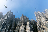 Bruennich's Guillemots (Uria lomvia),Alkefjellet,Spitsbergen,Svalbard Islands,Norway.