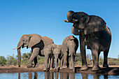 African elephants (Loxodonta africana) drinking at waterhole,Mashatu Game Reserve,Botswana.