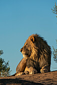 Männlicher Löwe (Panthera leo), Mashatu Game Reserve, Botsuana.