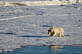 Polar bear (Ursus maritimus) walking on sea ice,Wahlbergoya,Svalbard Islands,Norway.