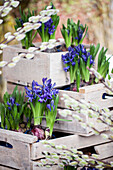 Hyacinthus multiflora