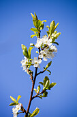 Prunus domestica subsp. syriaca