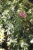 Pieris