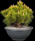 Pinus mugo 'Carsten´s Wintergold'